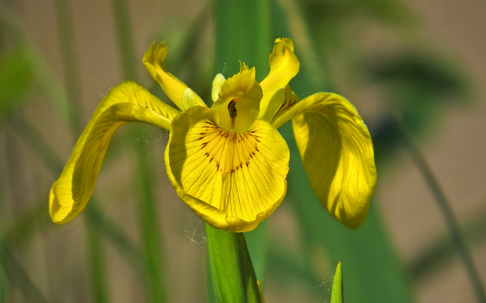 Iris
